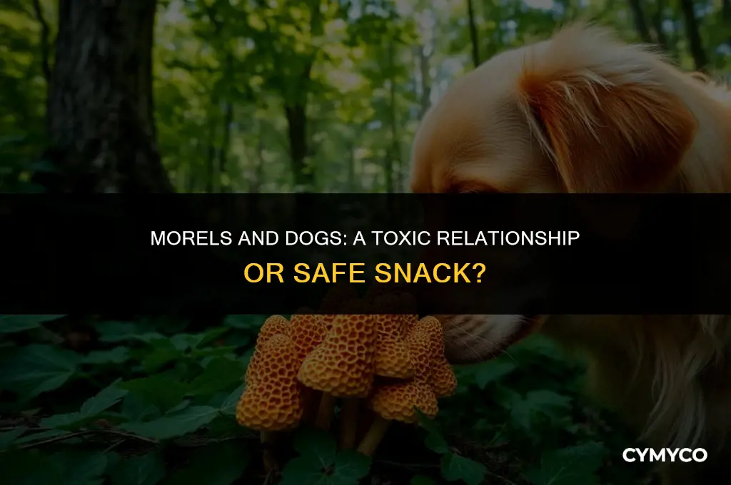 are morels bad for dogs