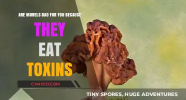 Morels and Toxins: Separating Fact from Fiction in Foraging