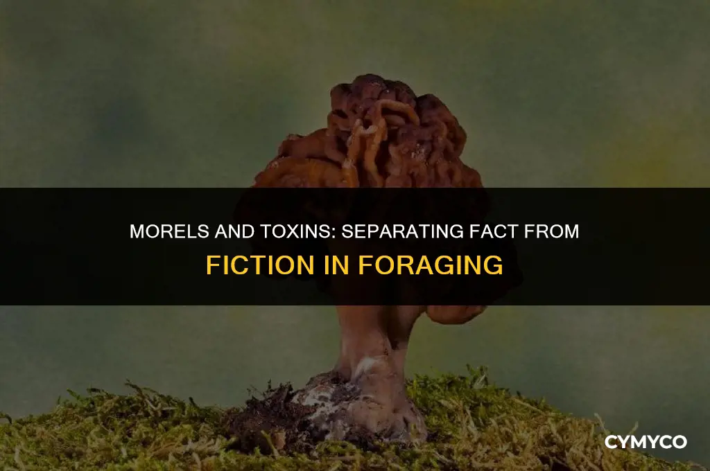 are morels bad for you because they eat toxins