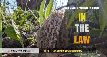 Exploring the Legal Classification of Morels: Are They Plants?