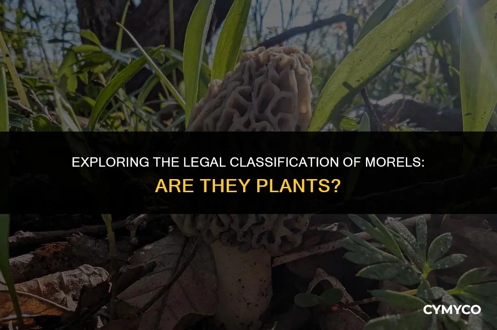 are morels considered plants in the law