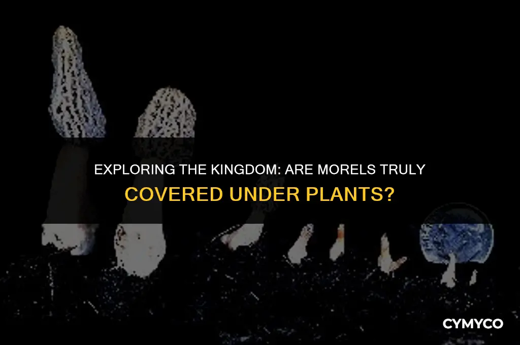 are morels covered under plants
