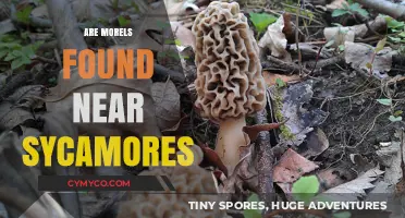 Exploring Morel Mushrooms: Sycamore Trees as Prime Foraging Spots