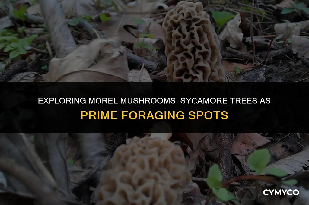 are morels found near sycamores