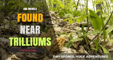 Exploring Morel Mushrooms' Habitat: Trillium Proximity and Beyond