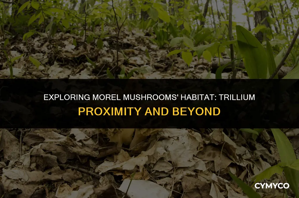 are morels found near trilliums