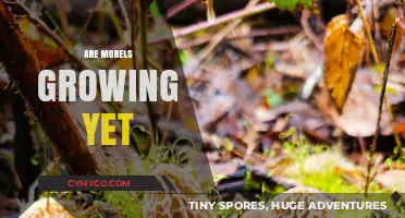 Are Morels Growing Yet: A Forager's Guide to Early Season Mushrooms