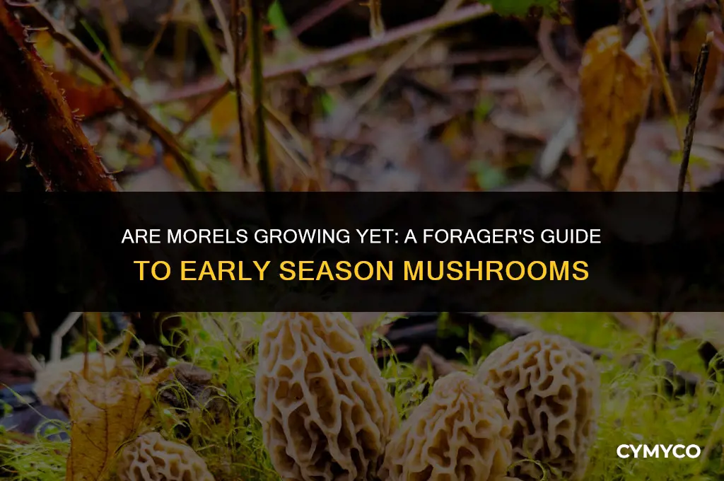 are morels growing yet