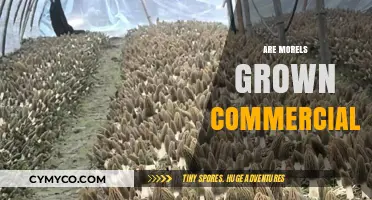 Exploring the Commercial Cultivation of Morel Mushrooms