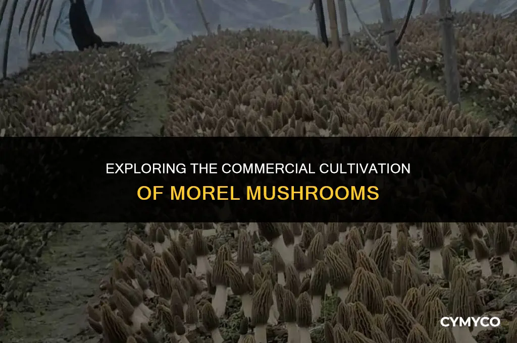 are morels grown commercially