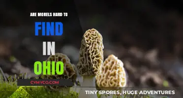 Exploring the Elusive Morel: A Guide to Foraging in Ohio