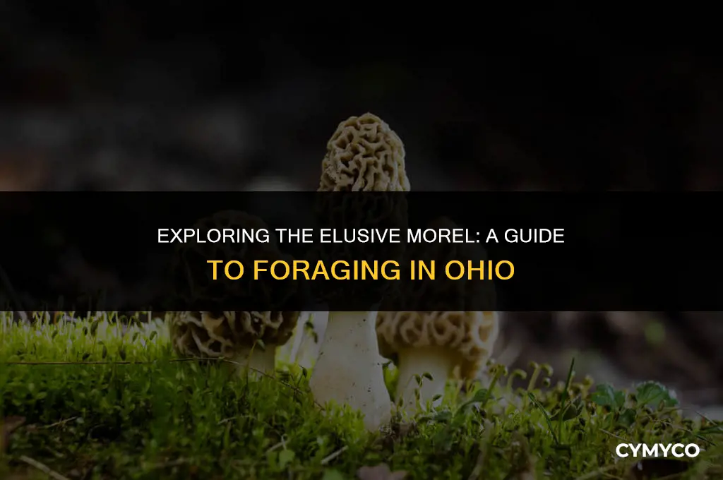 are morels hard to find in ohio