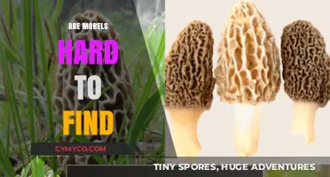 The Elusive Morel: A Forager's Quest for Nature's Hidden Treasure
