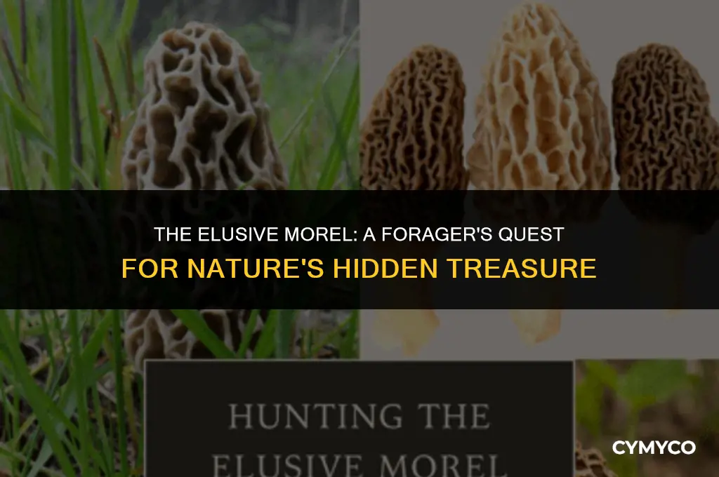 are morels hard to find