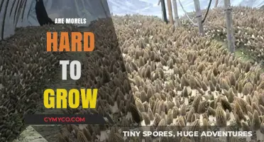 Cultivating Morels: Unveiling the Mysteries of Growing These Elusive Mushrooms
