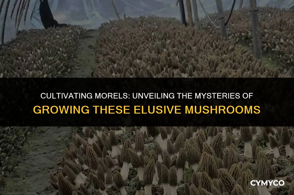 are morels hard to grow