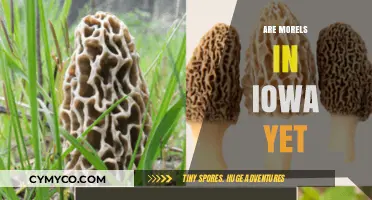 Morel Mushrooms in Iowa: A Seasonal Update for Foragers