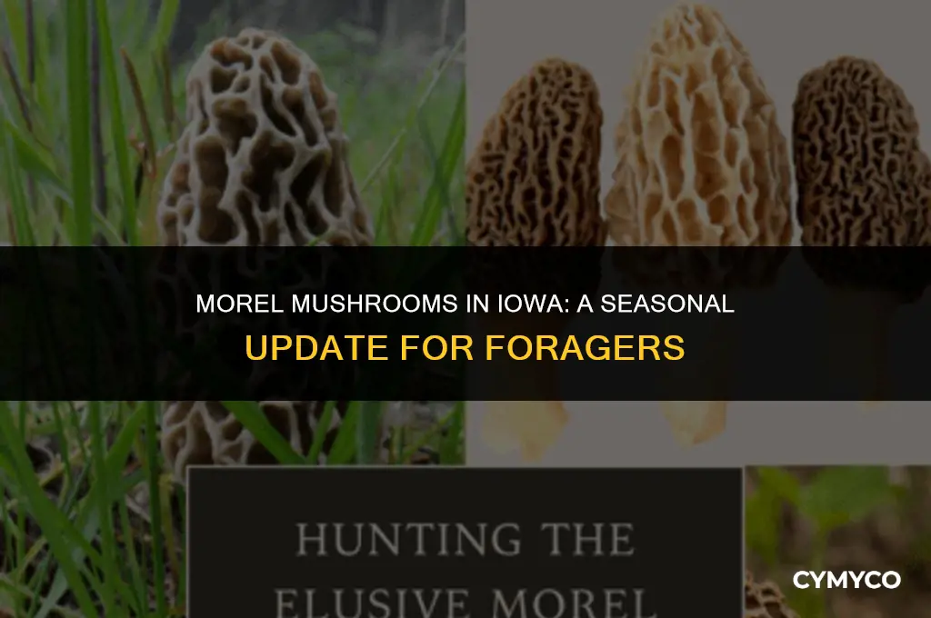 are morels in iowa yet
