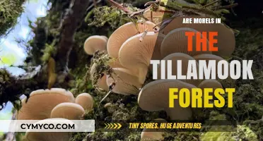 Exploring the Tillamook Forest: A Morel Mushroom Hunter's Guide
