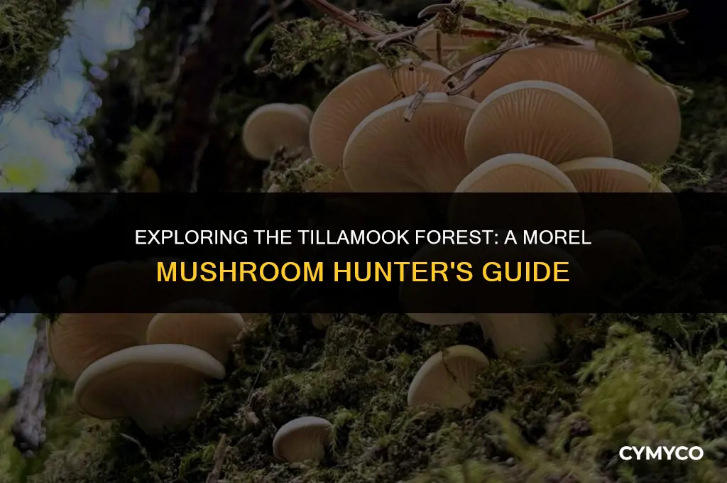 are morels in the tillamook forest