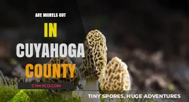 Exploring Cuyahoga County's Morel Mushroom Scene: A Local's Guide