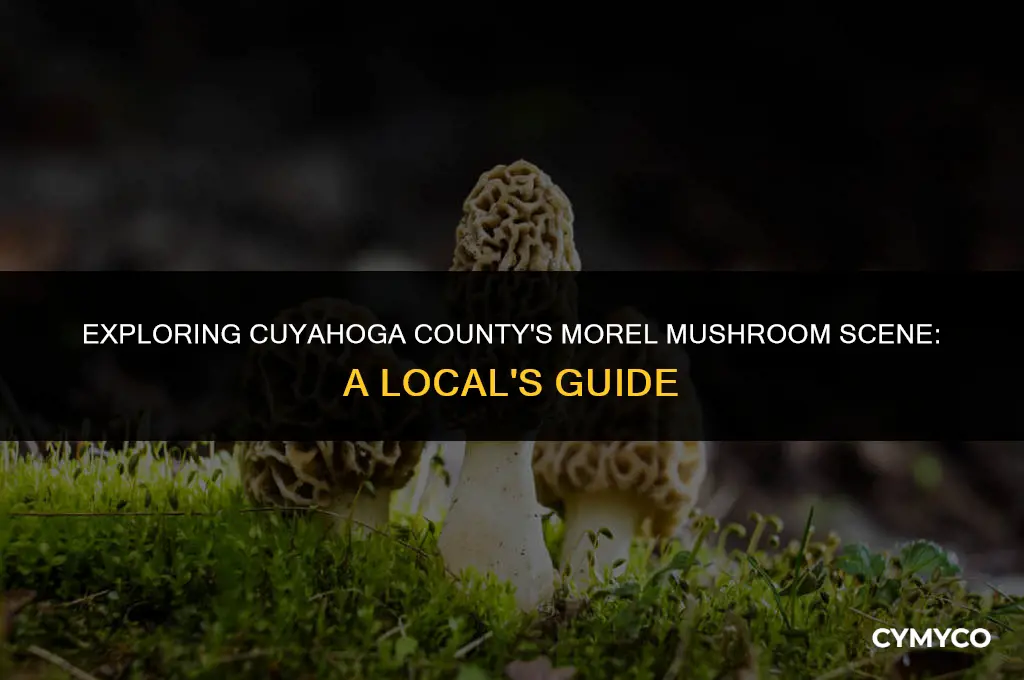 are morels out in cuyahoga county