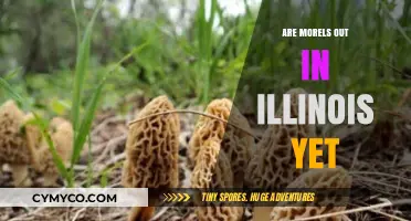 Illinois Morel Mushroom Season: Are They Out Yet?