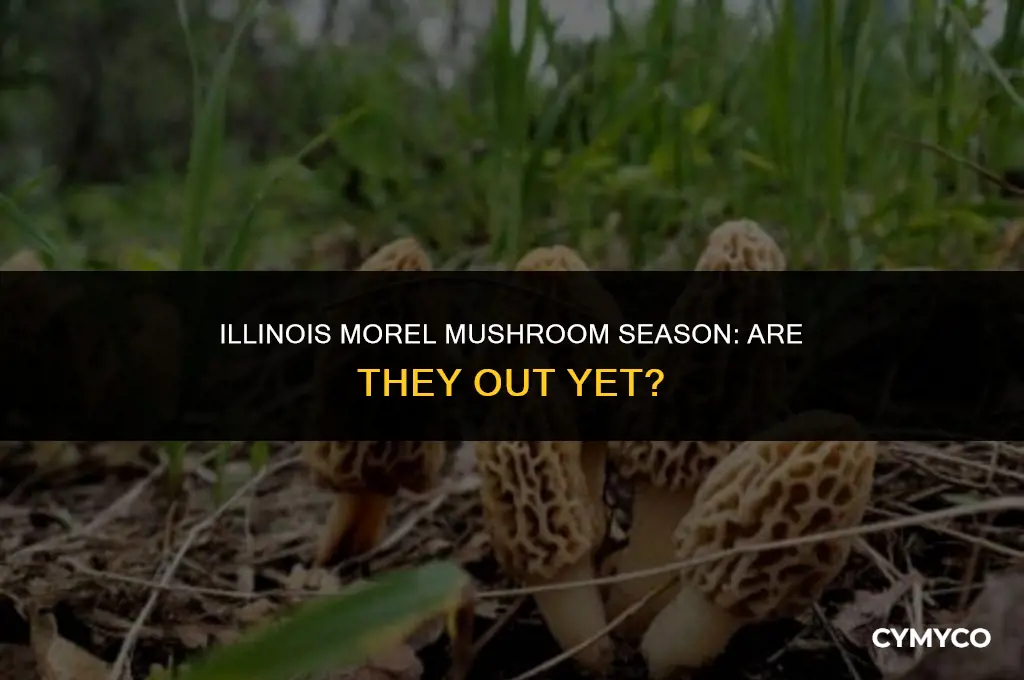 are morels out in illinois yet