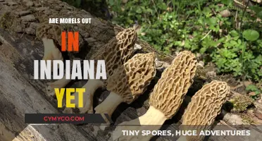 Indiana Morel Mushroom Season: Are They Out Yet?