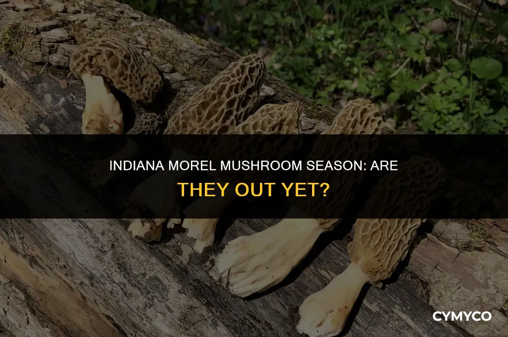 are morels out in indiana yet
