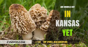 Morel Mushroom Hunt: Kansas's Spring Foraging Scene Unfolds