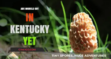 Spring's Bounty: Have Morels Sprung Up in Kentucky?