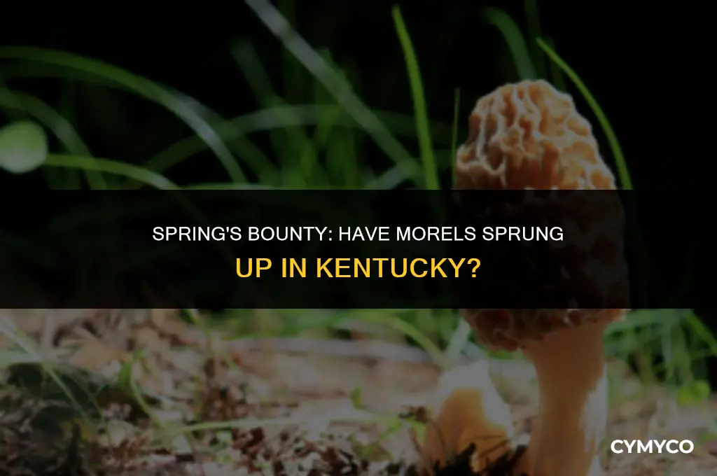 are morels out in kentucky yet