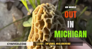 Michigan Morel Mushrooms: Are They Out Yet?