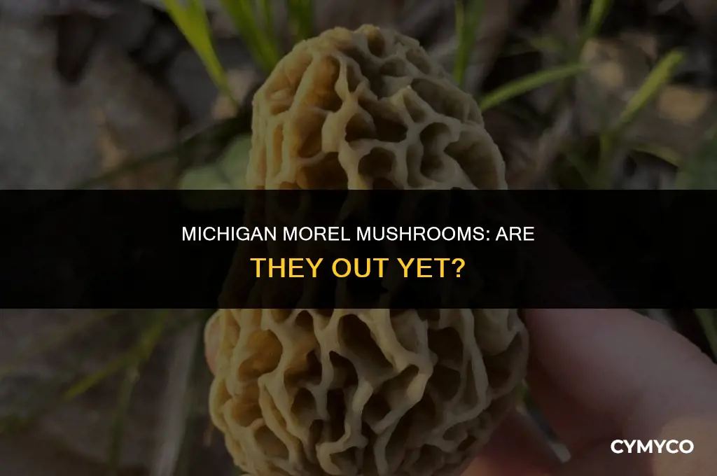 are morels out in michigan