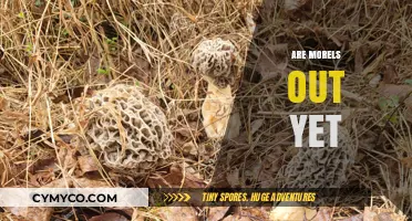 Spring's Bounty: Have the Morels Begun Their Seasonal Debut?