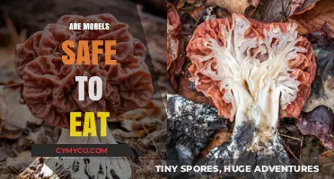 Exploring the Edibility and Safety of Morels: A Comprehensive Guide