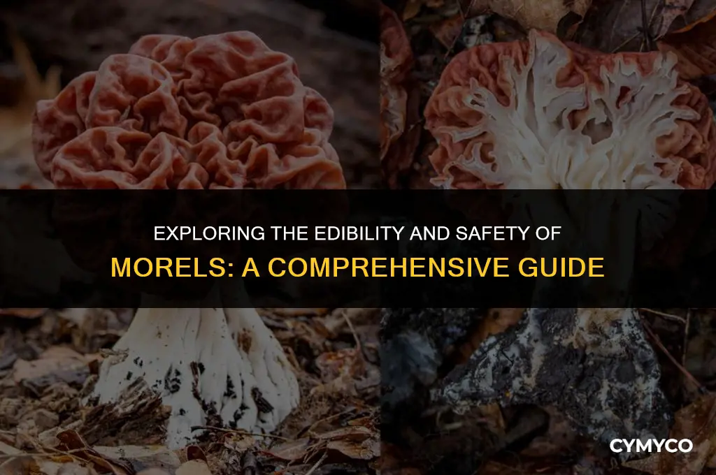 are morels safe to eat