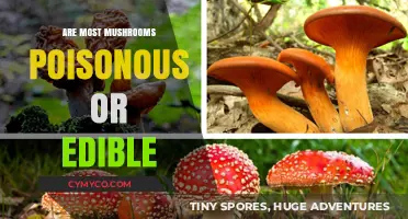 Exploring the Fungal World: Edible vs. Poisonous Mushrooms
