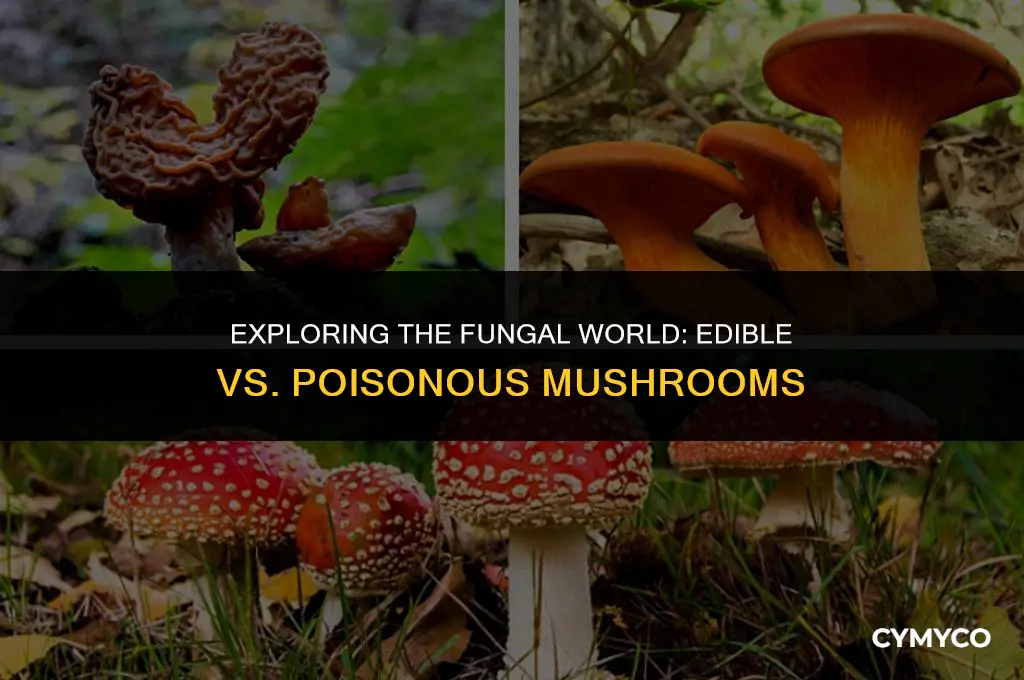 are most mushrooms poisonous or edible
