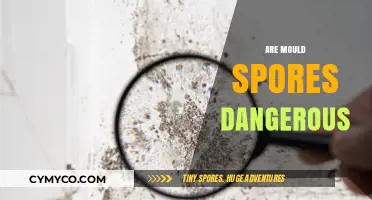 Unveiling the Truth: Are Mould Spores Really Dangerous?