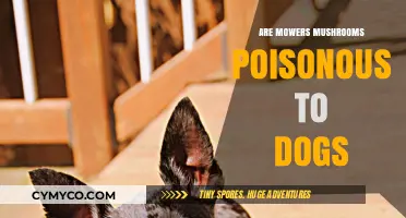Are Mowers Mushrooms Poisonous to Dogs? A Safety Guide