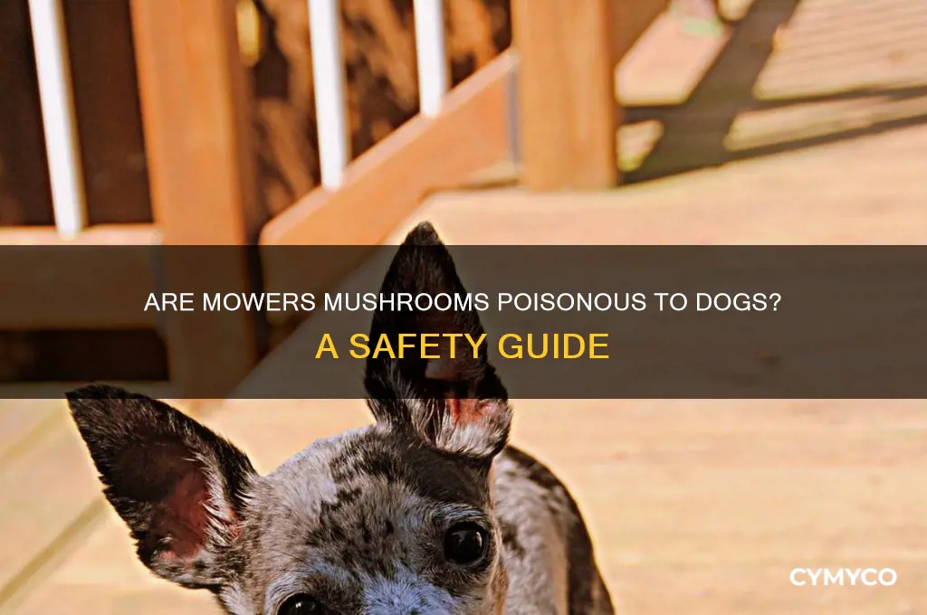 are mowers mushrooms poisonous to dogs