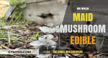 Exploring the Edibility of Mulch Maid Mushrooms: A Comprehensive Guide