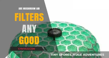Exploring the Effectiveness of Mushroom Air Filters: A Comprehensive Guide