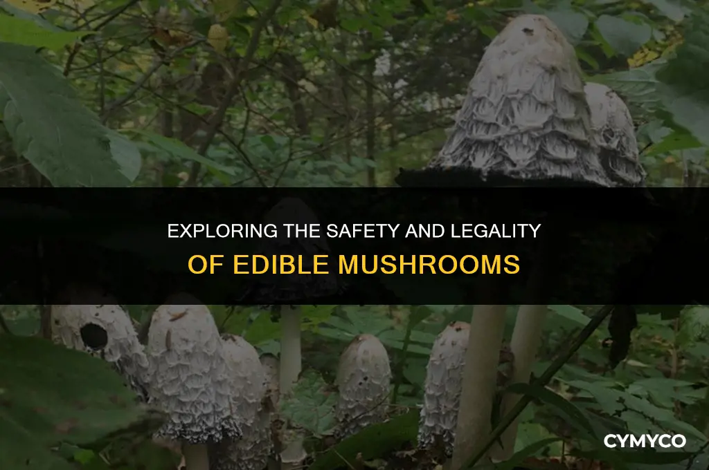 are mushroom edibles safe and legal