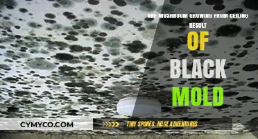 Unveiling the Truth: Mushrooms on Ceilings and Black Mold Myths