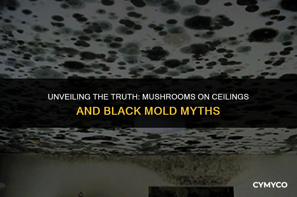 are mushroom growing from ceiling result of black mold