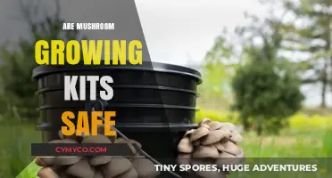 Exploring the Safety of Mushroom Growing Kits: A Comprehensive Guide