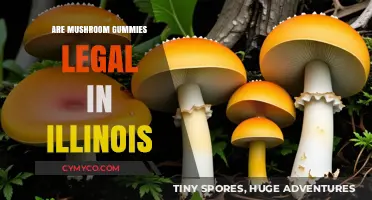 Exploring the Legality of Mushroom Gummies in Illinois
